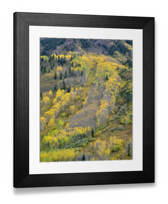 Framed Print : USA, Colorado, White River National Forest, Autumn colored quaking aspen (Populus tremuloides) Framed Print : USA, Colorado, White River National Forest, Autumn colored quaking aspen (Populus tremuloides)