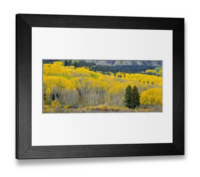 Framed Print : USA, Colorado, Gunnison National Forest, Autumn colored groves of quaking aspen Framed Print : USA, Colorado, Gunnison National Forest, Autumn colored groves of quaking aspen