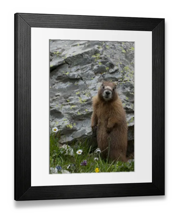 Framed Print : North America, USA, Colorado, American Basin, Yellow-bellied marmot (Marmota flaviventris)