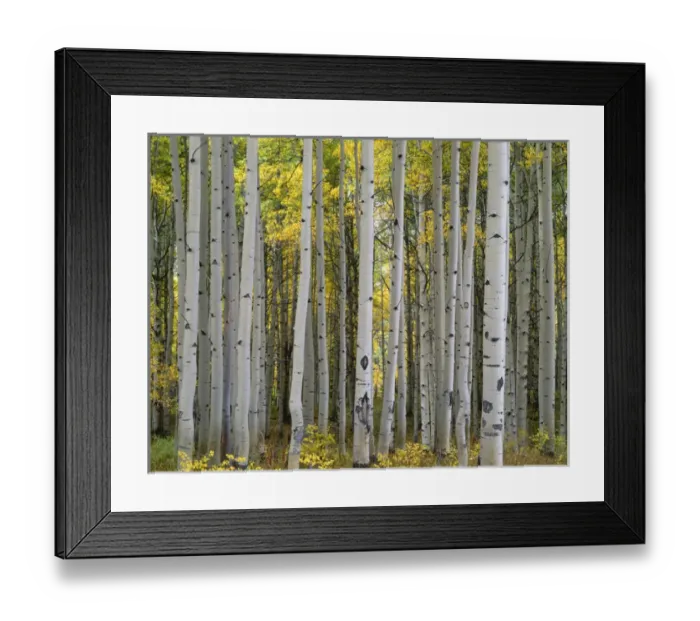 Framed Print : USA, Colorado, Gunnison National Forest, Mature grove of quaking aspen displays fall Framed Print : USA, Colorado, Gunnison National Forest, Mature grove of quaking aspen displays fall
