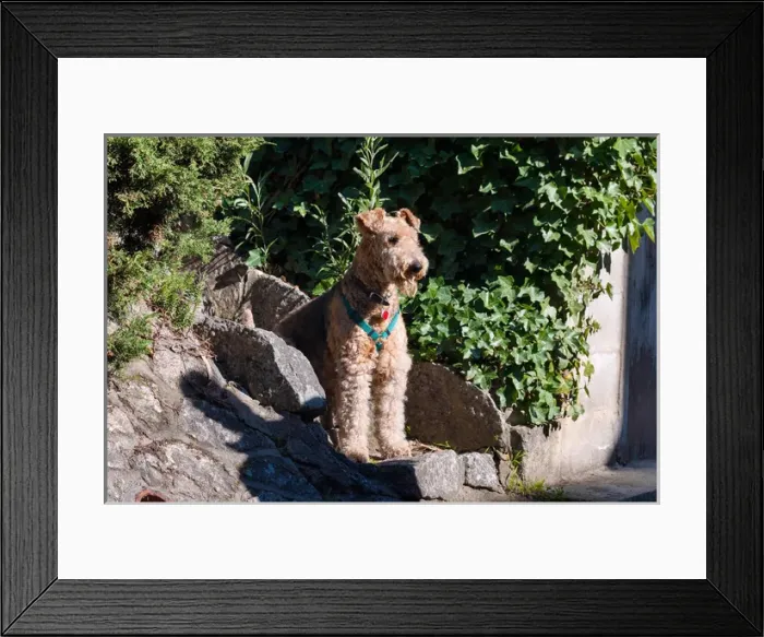 Framed Print : Airedale sitting on stone steps