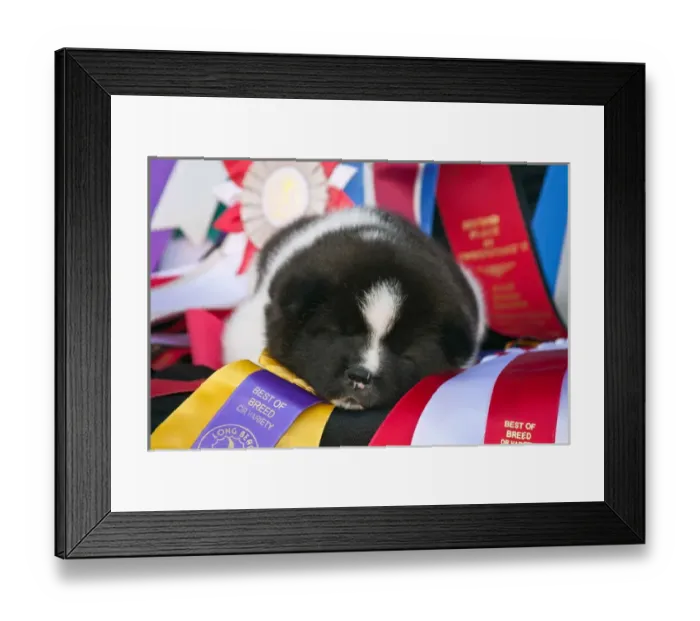 Framed Print : Akita Puppy Dreams Framed Print : Akita Puppy Dreams
