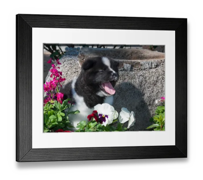 Framed Print : Akita Puppy in the flowers