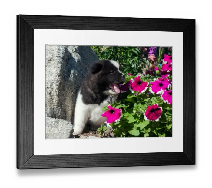 Framed Print : Akita Puppy in the flowers Framed Print : Akita Puppy in the flowers