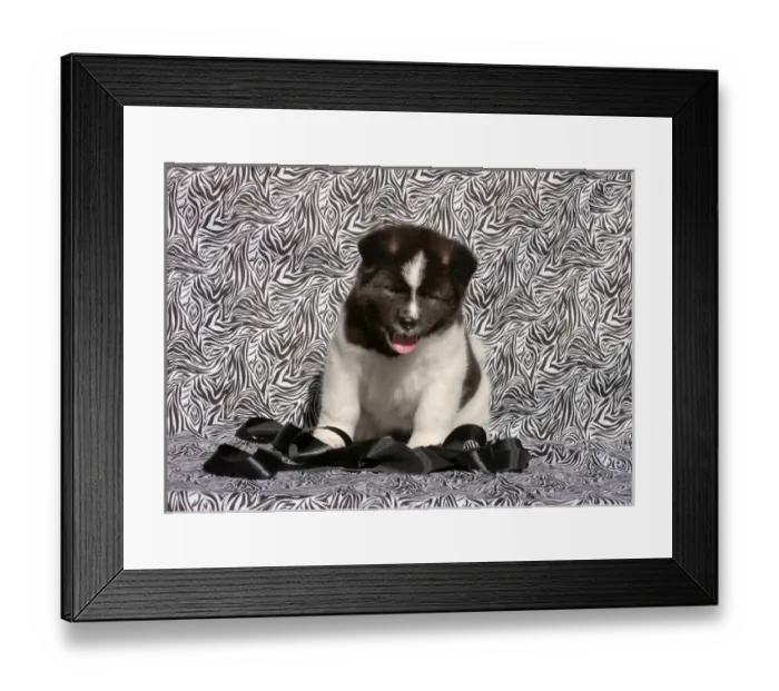 Framed Print : Akita Puppy sitting in black and white