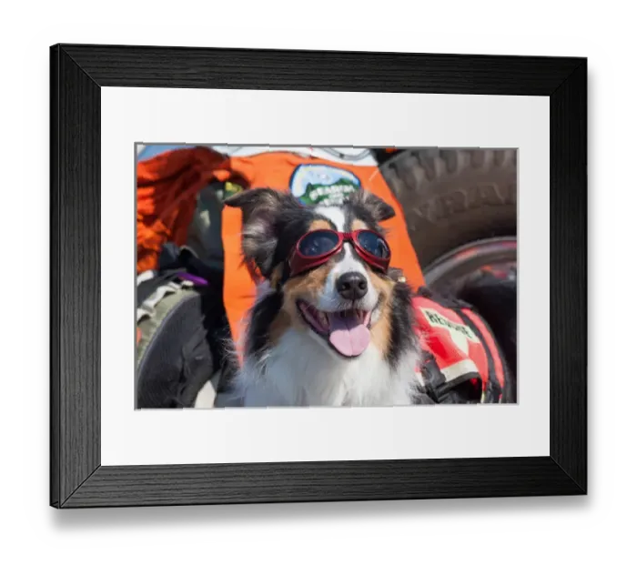 Framed Print : Australian Shepherd Search and Rescue Dog Framed Print : Australian Shepherd Search and Rescue Dog