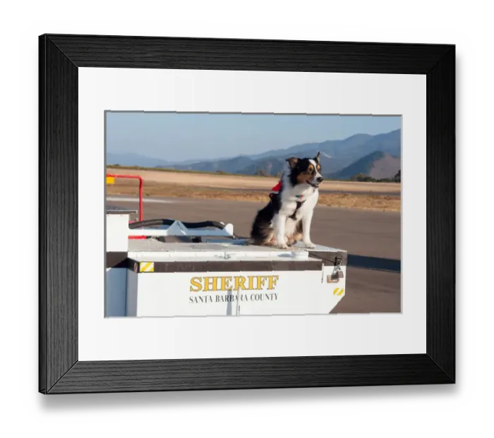 Framed Print : Australian Shepherd Search and Rescue Dog Framed Print : Australian Shepherd Search and Rescue Dog