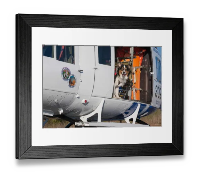 Framed Print : Australian Shepherd Search and Rescue Dog Framed Print : Australian Shepherd Search and Rescue Dog
