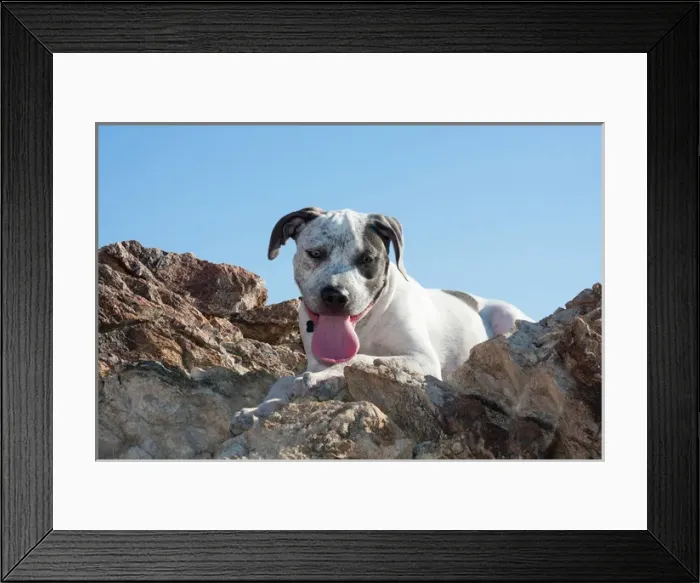 Framed Print : American Staffordshire Terrier Puppy Portrait Framed Print : American Staffordshire Terrier Puppy Portrait