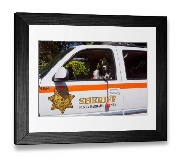 Framed Print : Border Collie Search and Rescue Dog Framed Print : Border Collie Search and Rescue Dog