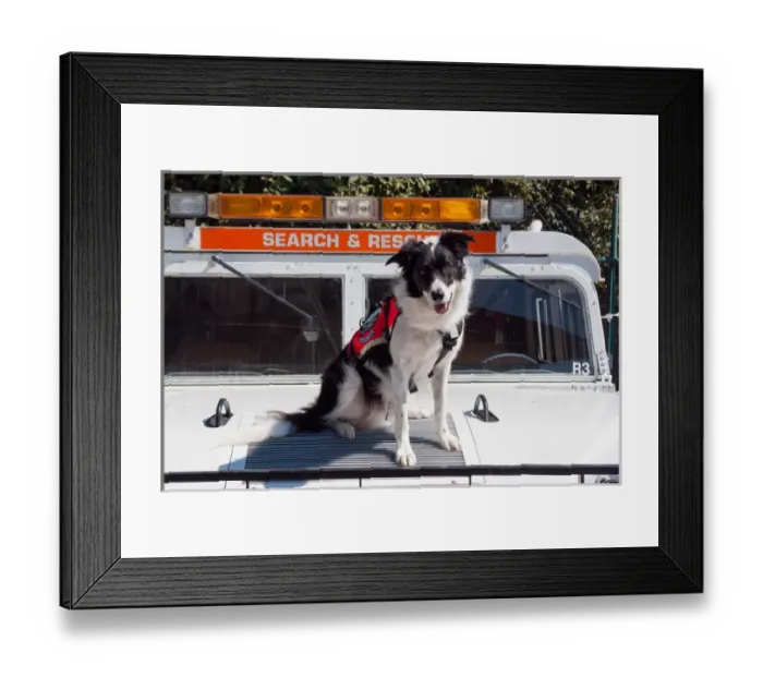 Framed Print : Border Collie Search and Rescue Dog Framed Print : Border Collie Search and Rescue Dog