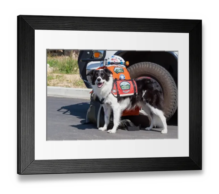 Framed Print : Border Collie Search and Rescue Dog