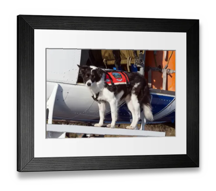 Framed Print : Border Collie Search and Rescue Dog Framed Print : Border Collie Search and Rescue Dog