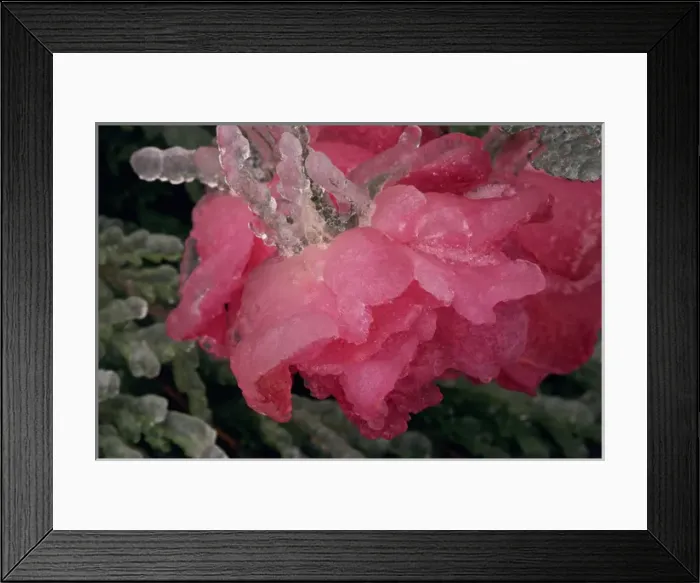 Framed Print : USA, Colorado, Lafayette. Ice on pink rose. Credit as: Marie Bush  /  Jaynes Gallery  /  DanitaDelimont