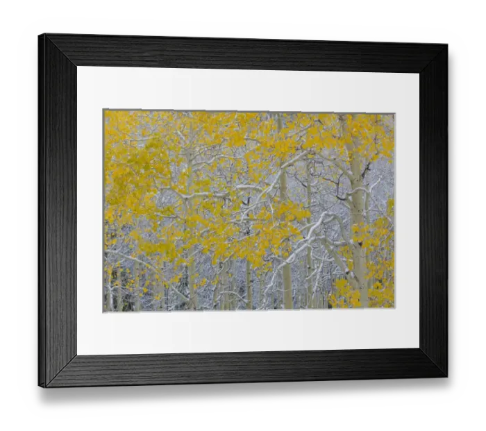 Framed Print : USA, Colorado, Grand Mesa. Early snow on aspen trees Framed Print : USA, Colorado, Grand Mesa. Early snow on aspen trees