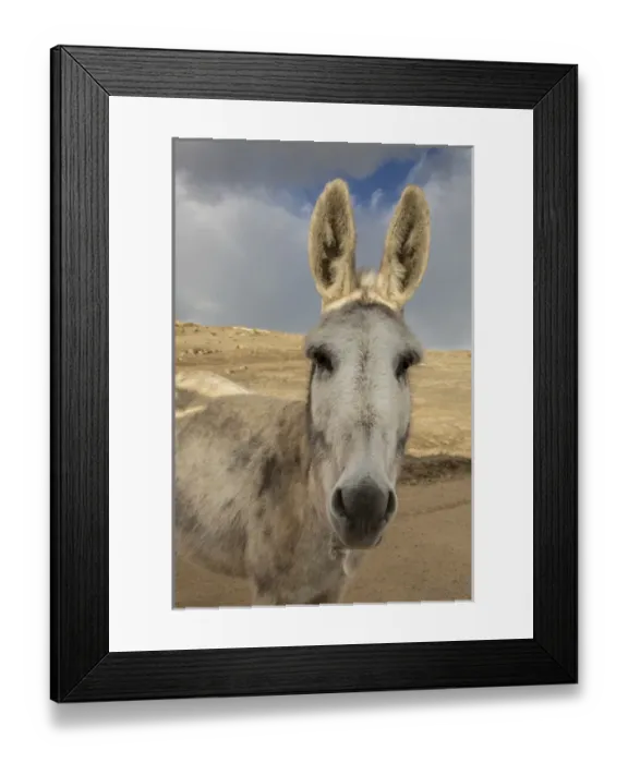 Framed Print : USA, Colorado, South Park. Close-up of wild burro