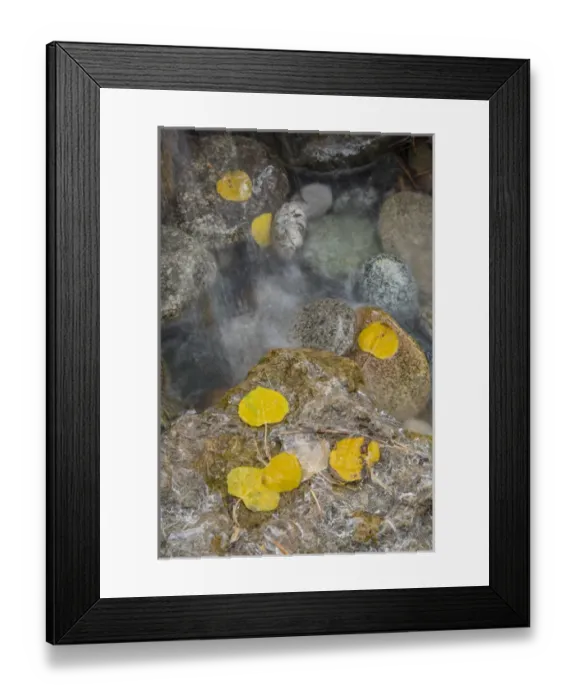 Framed Print : USA, Colorado, Pike National Forest. Aspen leaves on icy rocks Framed Print : USA, Colorado, Pike National Forest. Aspen leaves on icy rocks