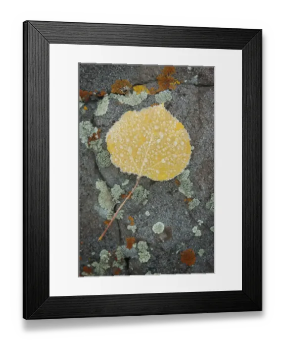 Framed Print : USA, Colorado, Uncompahgre National Forest. Frozen raindrops on aspen leaf. Credit as Framed Print : USA, Colorado, Uncompahgre National Forest. Frozen raindrops on aspen leaf. Credit as