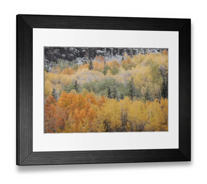 Framed Print : USA, Colorado, San Juan Mountains. Aspen trees after snowstorm Framed Print : USA, Colorado, San Juan Mountains. Aspen trees after snowstorm