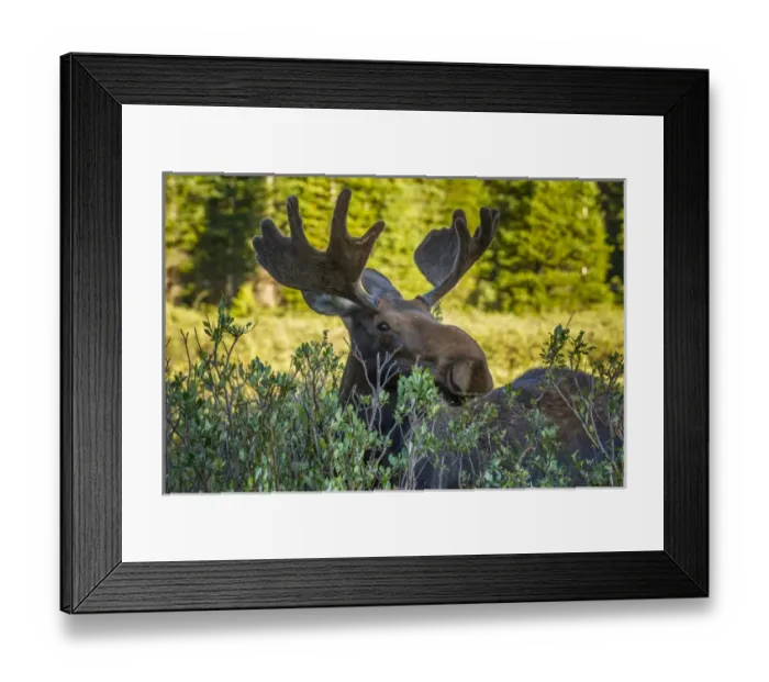 Framed Print : USA, Colorado, Arapaho National Forest. Wary male moose Framed Print : USA, Colorado, Arapaho National Forest. Wary male moose