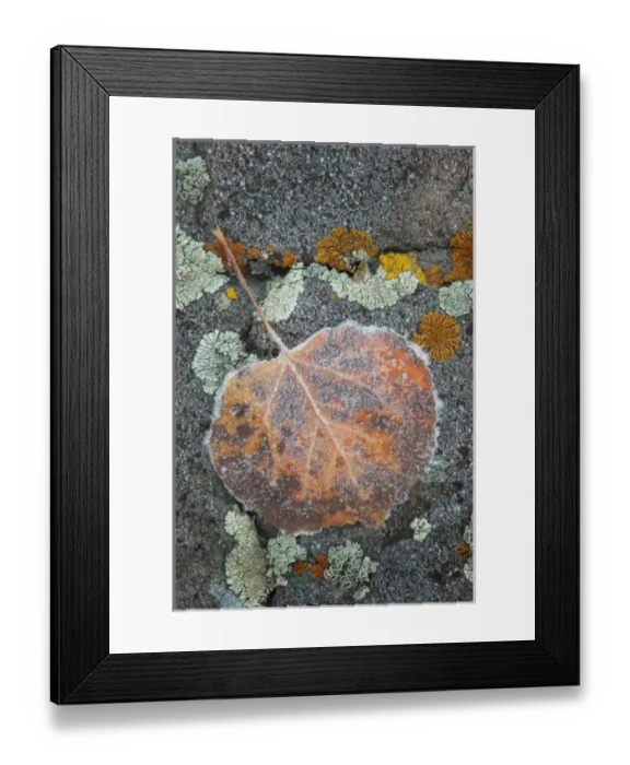 Framed Print : USA, Colorado, Uncompahgre National Forest. Frozen raindrops on aspen leaf. Credit as Framed Print : USA, Colorado, Uncompahgre National Forest. Frozen raindrops on aspen leaf. Credit as