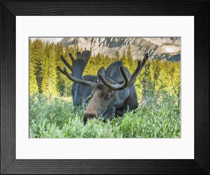 Framed Print : USA, Colorado, Arapaho National Forest. Male moose grazing on bush Framed Print : USA, Colorado, Arapaho National Forest. Male moose grazing on bush
