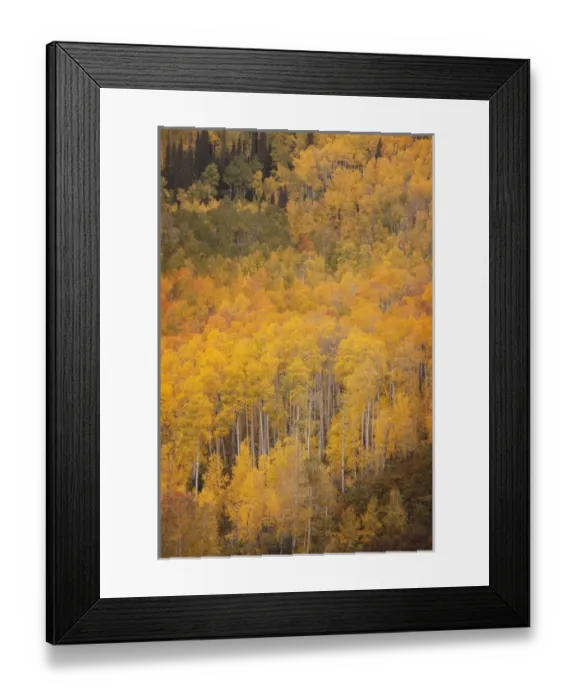 Framed Print : USA, Colorado, Gunnison National Forest. Aspen forest at peak autumn color. Credit as Framed Print : USA, Colorado, Gunnison National Forest. Aspen forest at peak autumn color. Credit as