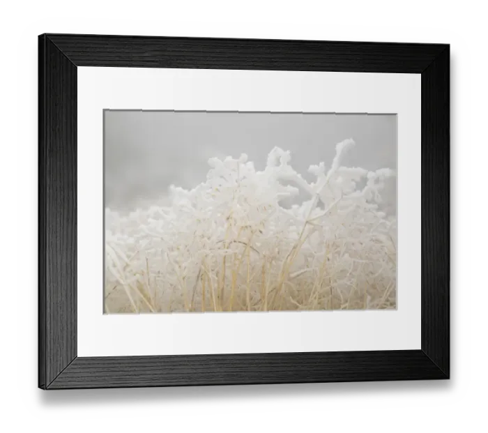 Framed Print : USA, Colorado, Pike National Forest. Dried winter grasses covered in hoarfrost. Credit as Framed Print : USA, Colorado, Pike National Forest. Dried winter grasses covered in hoarfrost. Credit as