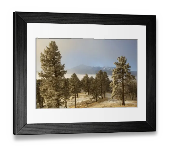 Framed Print : USA, Colorado, Pike National Forest. Frost on Ponderosa Pine trees Framed Print : USA, Colorado, Pike National Forest. Frost on Ponderosa Pine trees