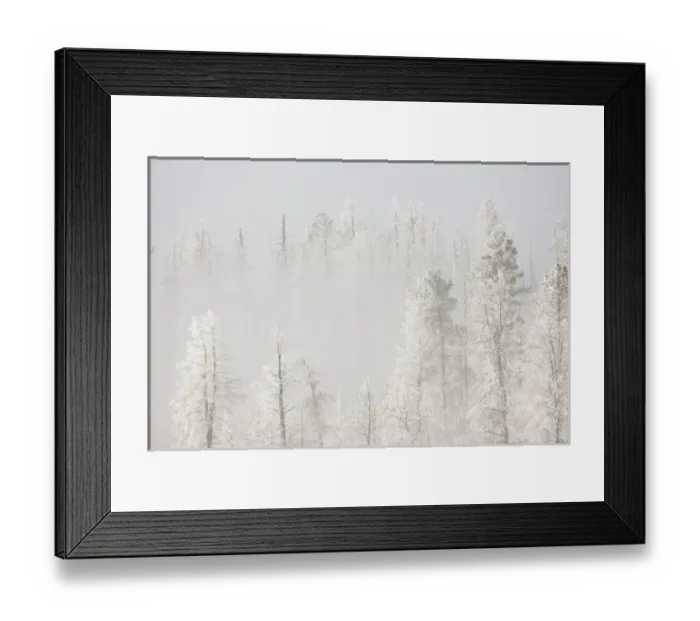 Framed Print : USA, Colorado, Pike National Forest. Trees with hoarfrost in fog Framed Print : USA, Colorado, Pike National Forest. Trees with hoarfrost in fog
