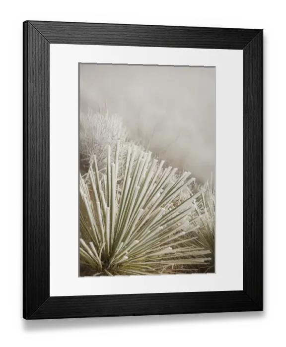 Framed Print : USA, Colorado, Pike National Forest. Soapweed yucca covered in hoarfrost. Credit as Framed Print : USA, Colorado, Pike National Forest. Soapweed yucca covered in hoarfrost. Credit as