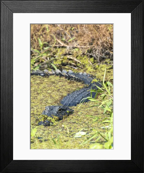 Framed Print : USA, Florida, Orange City, St. John River, alligator