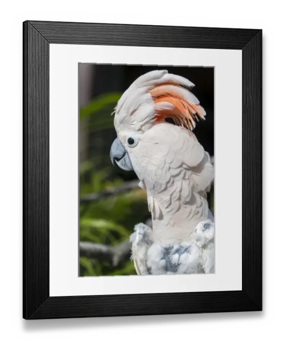 Framed Print : USA, Florida, Orlando, Gatorland, Citron Cockatoo Framed Print : USA, Florida, Orlando, Gatorland, Citron Cockatoo