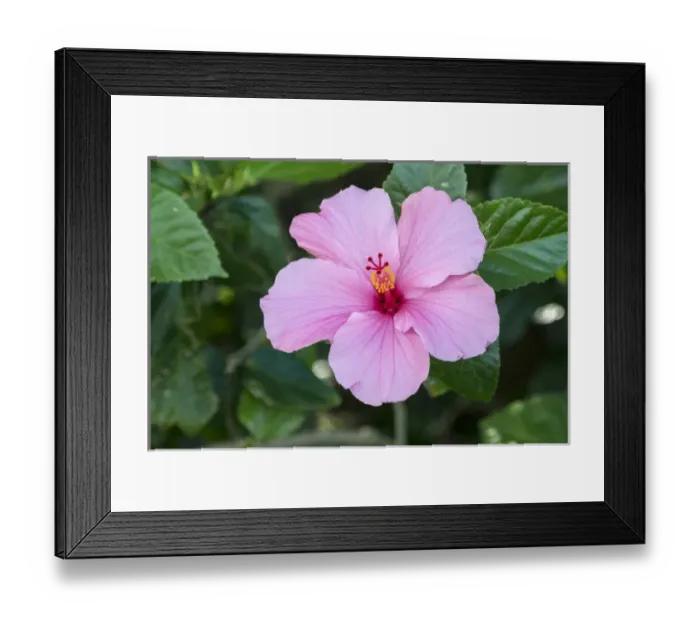 Framed Print : USA, Florida, Pink Hibiscus Framed Print : USA, Florida, Pink Hibiscus
