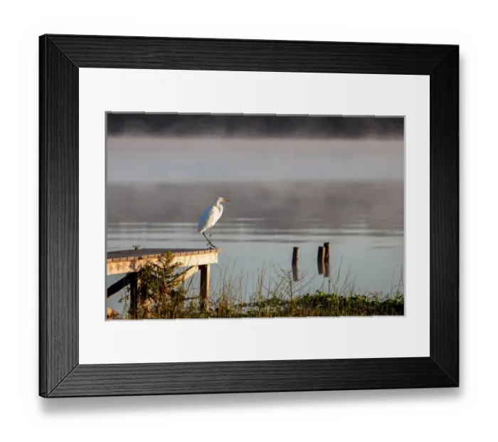 Framed Print : White Egret in foggy morning light on the St. John River in Florida