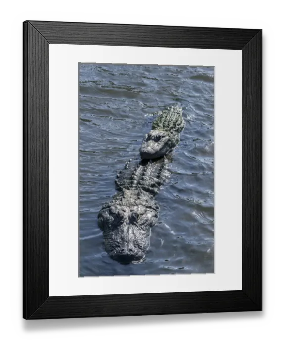 Framed Print : USA, Florida, Orlando, Gatorland, alligators Framed Print : USA, Florida, Orlando, Gatorland, alligators