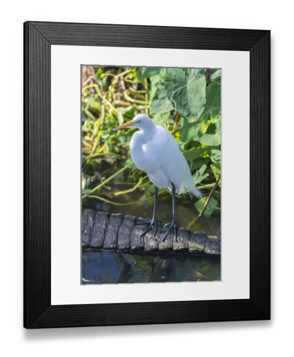 Framed Print : USA, Florida, Orlando, egret and alligator