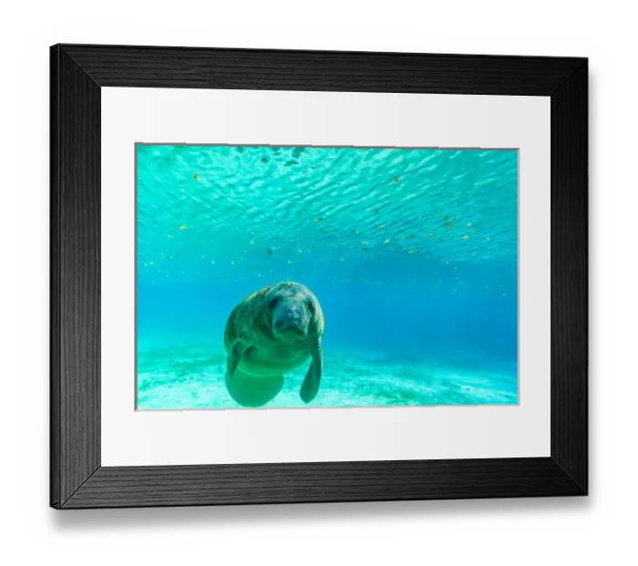 Framed Print : Manatee Swimming in clear water of Crystal River, Florida