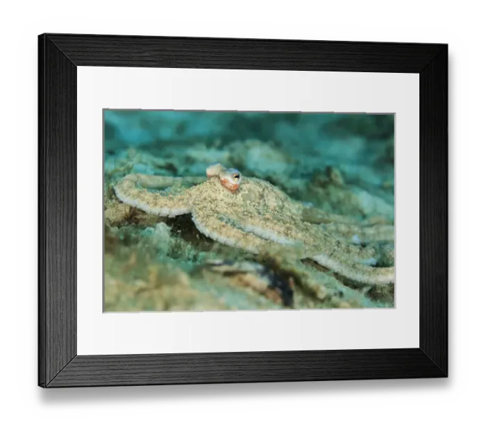 Framed Print : Macro photograph of an Atlantic Longarm Octopus near the Blue Heron Bridge, Palm Beach Framed Print : Macro photograph of an Atlantic Longarm Octopus near the Blue Heron Bridge, Palm Beach
