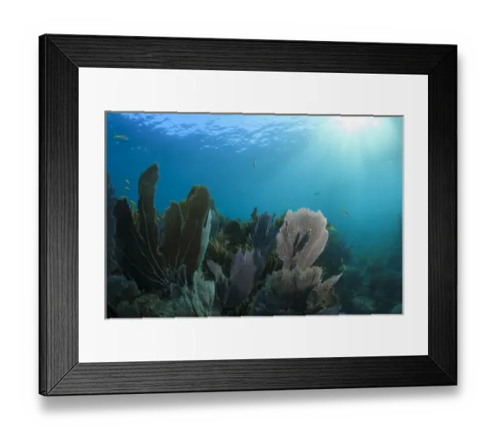 Framed Print : Sunrays shine through the blue waters to illuminate a small portion of Looe Key