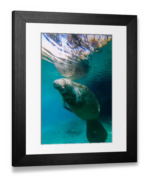 Framed Print : Manatee Swimming in clear water of Crystal River, Florida Framed Print : Manatee Swimming in clear water of Crystal River, Florida