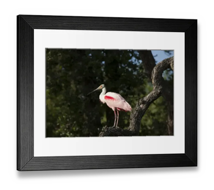 Framed Print : USA; Florida; St. Augustine; Roseate spoombill in the rookery at the Alligator Farm Framed Print : USA; Florida; St. Augustine; Roseate spoombill in the rookery at the Alligator Farm