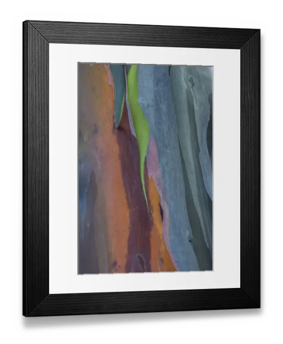Framed Print : North America, USA, Florida, Rainbow Gum (Eucalyptus deglupta) detail of tree bark Framed Print : North America, USA, Florida, Rainbow Gum (Eucalyptus deglupta) detail of tree bark