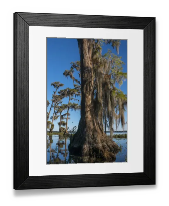 Framed Print : North America, USA, Florida, Pond cyprus (Taxodium ascendens)and Spanish Moss (Tillandsia Framed Print : North America, USA, Florida, Pond cyprus (Taxodium ascendens)and Spanish Moss (Tillandsia