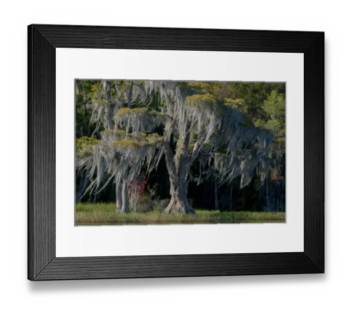 Framed Print : North America, USA, Florida, Pond cyprus (Taxodium ascendens)and Spanish Moss (Tillandsia Framed Print : North America, USA, Florida, Pond cyprus (Taxodium ascendens)and Spanish Moss (Tillandsia
