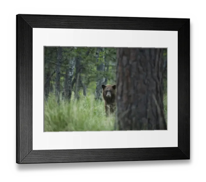 Framed Print : USA, Colorado. A cinnamon phase black bear in forest Framed Print : USA, Colorado. A cinnamon phase black bear in forest