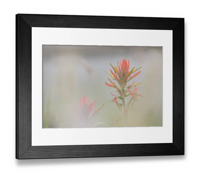Framed Print : USA, Colorado, Pike National Forest. Indian paintbrush flower in foggy meadow. Credit as Framed Print : USA, Colorado, Pike National Forest. Indian paintbrush flower in foggy meadow. Credit as