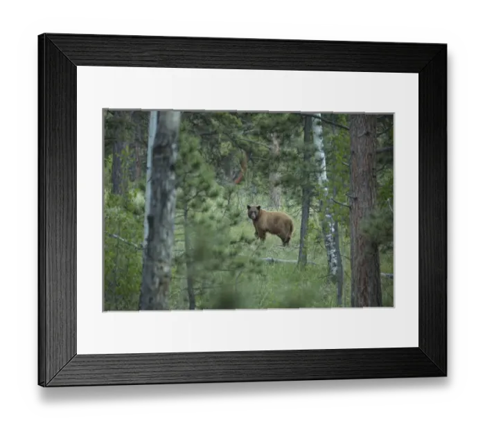 Framed Print : USA, Colorado. A cinnamon phase black bear in forest Framed Print : USA, Colorado. A cinnamon phase black bear in forest