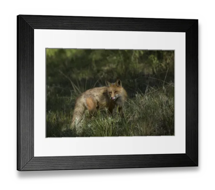 Framed Print : USA, Colorado, Pike National Forest. Red fox in meadow