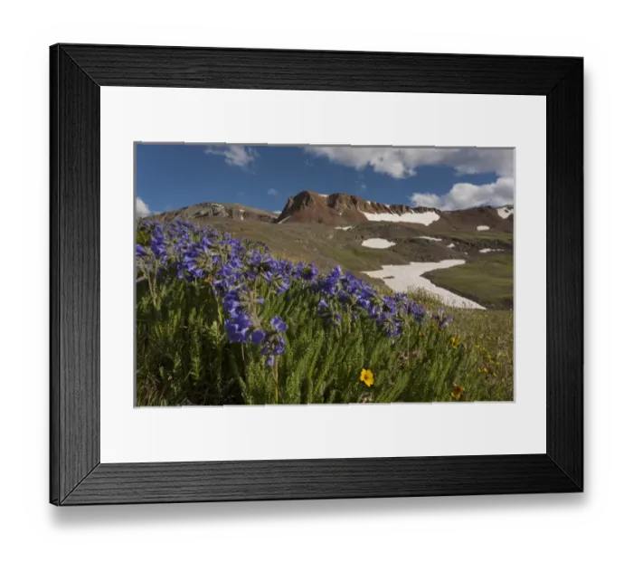 Framed Print : USA, Colorado, San Juan Mountains. Wildflowers on Cinnamon Pass Framed Print : USA, Colorado, San Juan Mountains. Wildflowers on Cinnamon Pass